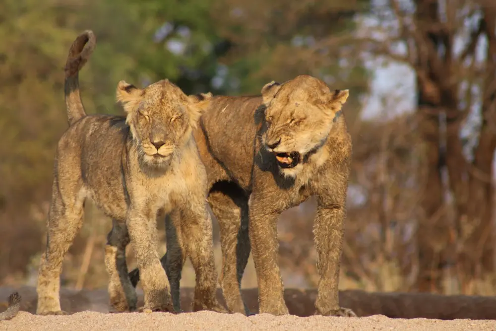 A juvenile lion takes a scolding from an older female, Ruaha National Park.
