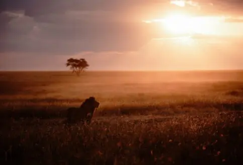 A male lion in the morning light of the Serengeti National Park.