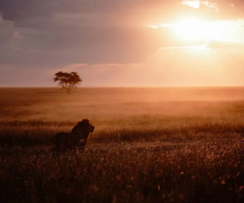 A male lion in the morning light of the Serengeti National Park.
