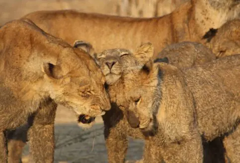 Three lions rub heads in greeting, Ruaha National Park