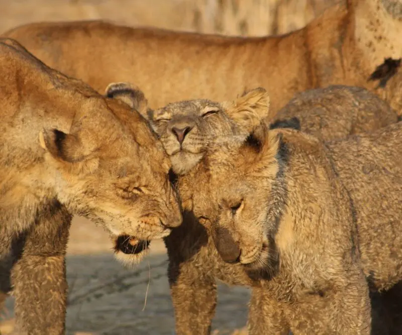 Three lions rub heads in greeting, Ruaha National Park