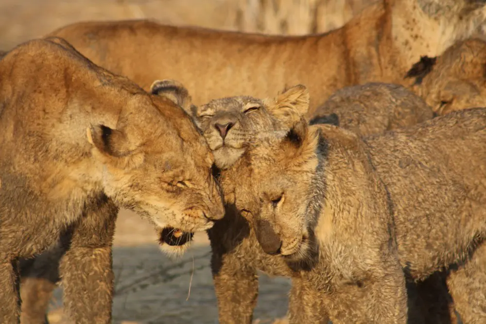Three lions rub heads in greeting, Ruaha National Park