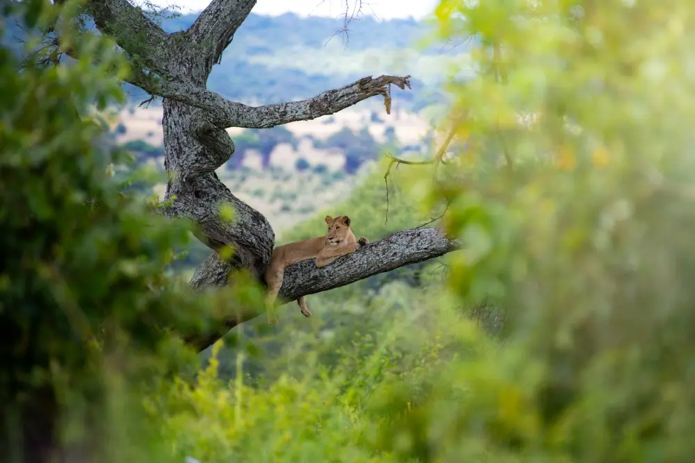 A lion relaxes on a branch in Tarangire National Park