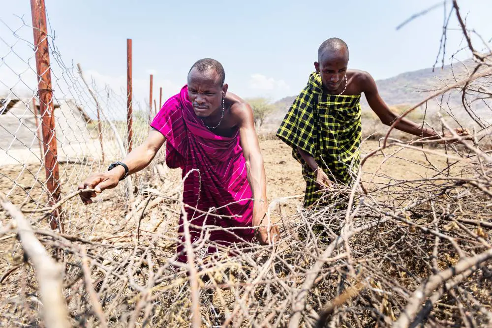 Lion Defenders reinforce a boma to protect livestock, southern Tanzania