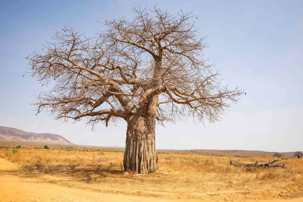 Baobab tree in Ruaha National Park, southern Tanzania.