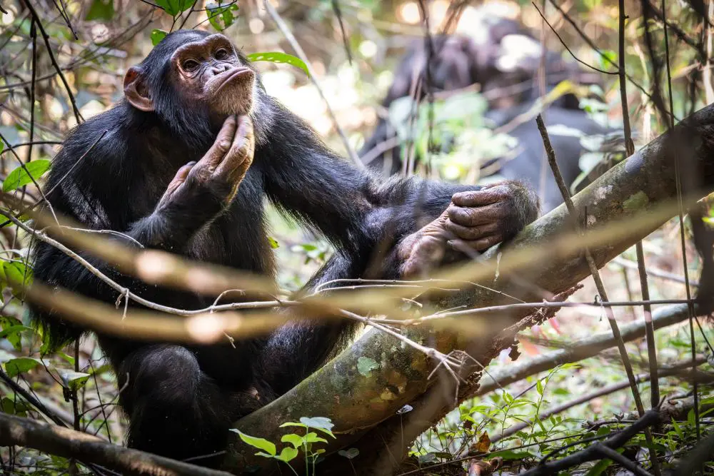 A chimpanzee relaxing in Rubondo forest, Rubondo Island National Park