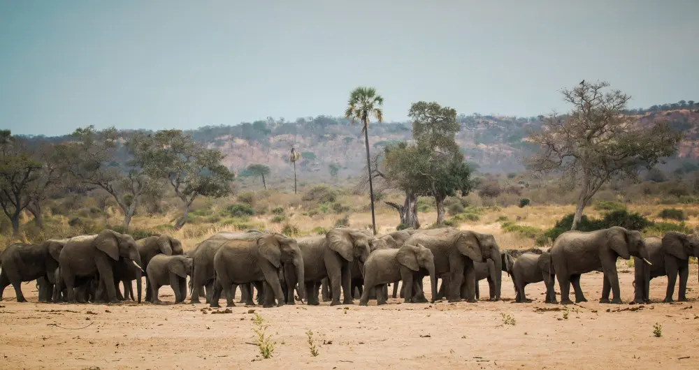 A herd of elephant in a dry riverbed, Ruaha National Park.