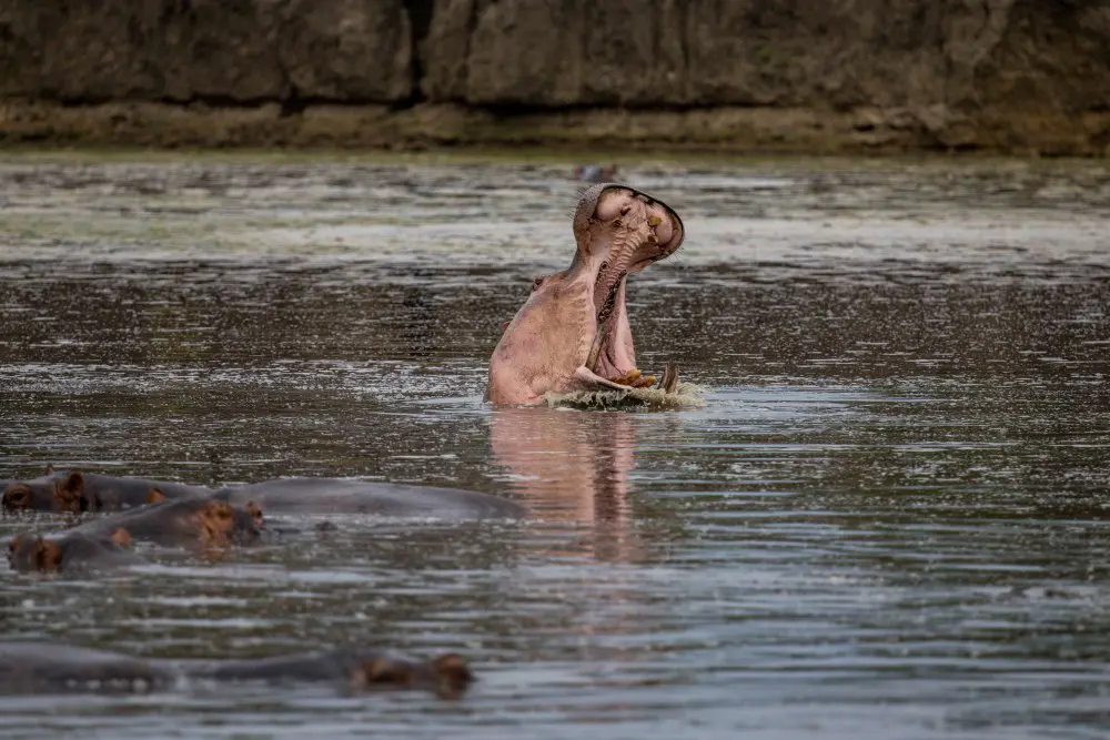 A hippo in the waterways of Nyerere National Park, Tanzania