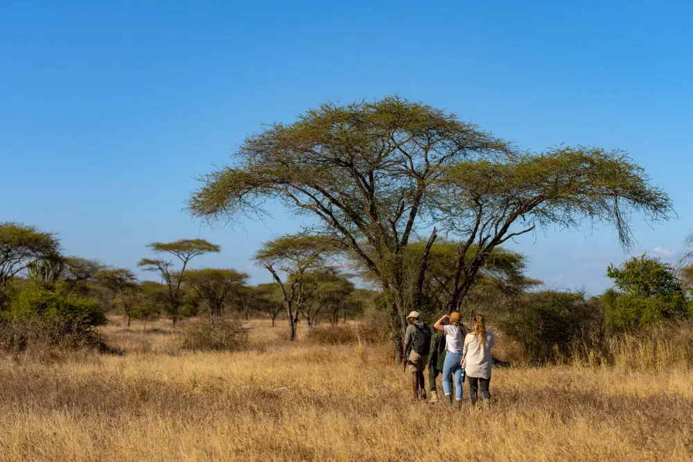 Walking safari in the Usangu Wetlands, Ruaha National Park
