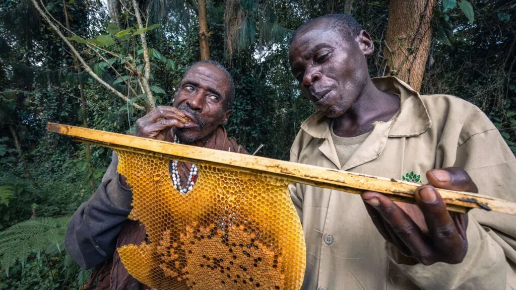 batwa men making honey bwindi uganda