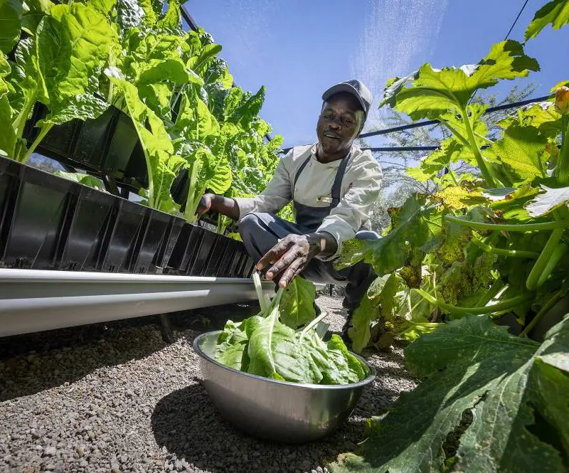 Fresh greens being harvested from the Encounter Mara vertical garden, Kenya