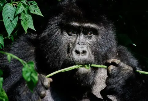 The silverback sits amidst the vegetation keeping an eye on his family in the Bwindi Forest, Uganda.