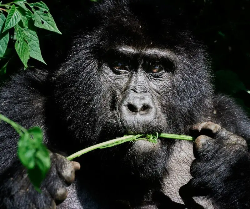 The silverback sits amidst the vegetation keeping an eye on his family in the Bwindi Forest, Uganda.