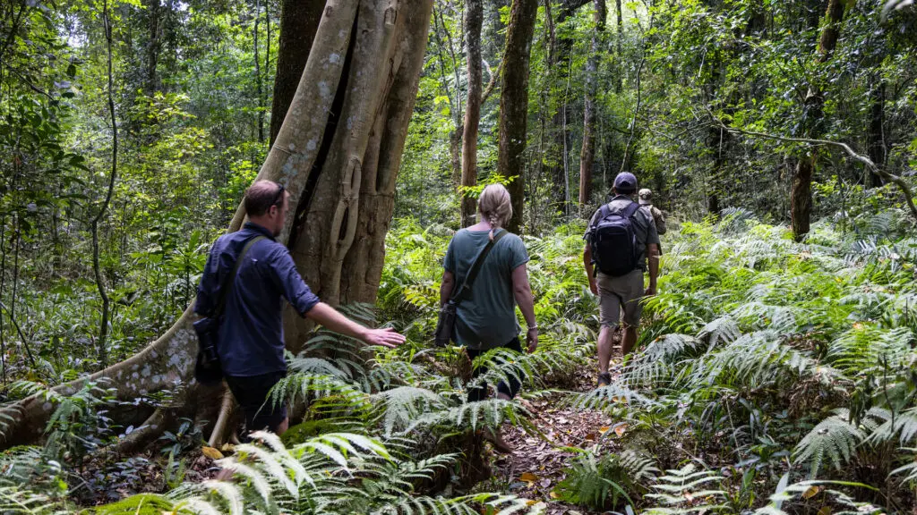 Asilia Guests Gorilla Trekking on Rubondo Island