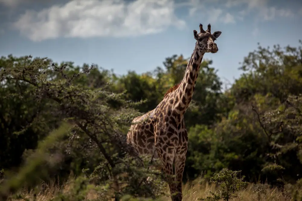 A giraffe in the Chyulu Hills, Kenya.