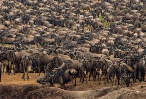 A herd of wildebeest in the northern Serengeti, Tanzania