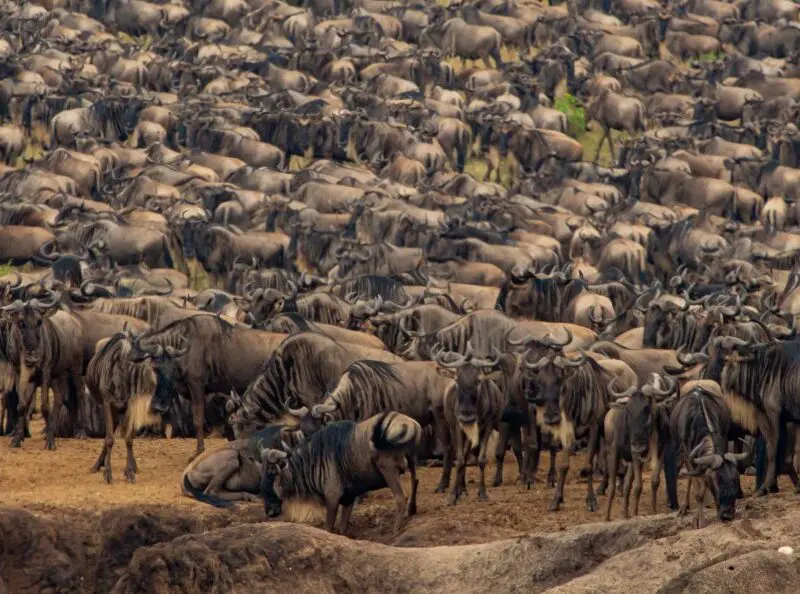 A herd of wildebeest in the northern Serengeti, Tanzania