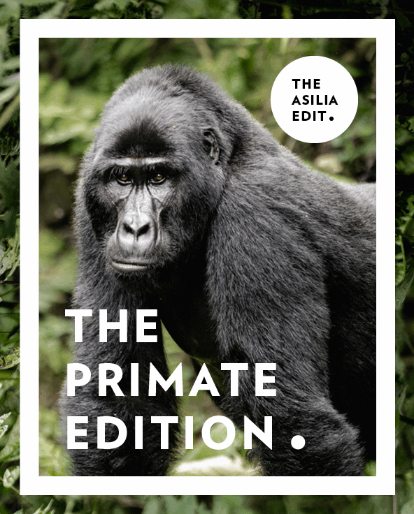 Small Group Tours Itinerary Editions Cards Primate