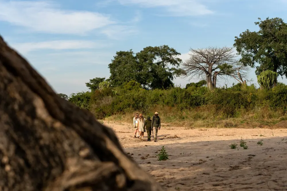 The dry season is best for a walking safari, Ruaha National Park.