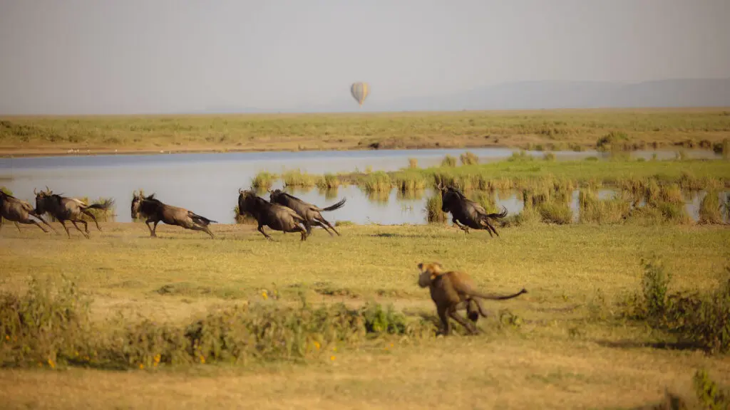 Wildebeest in Northern Tanzania