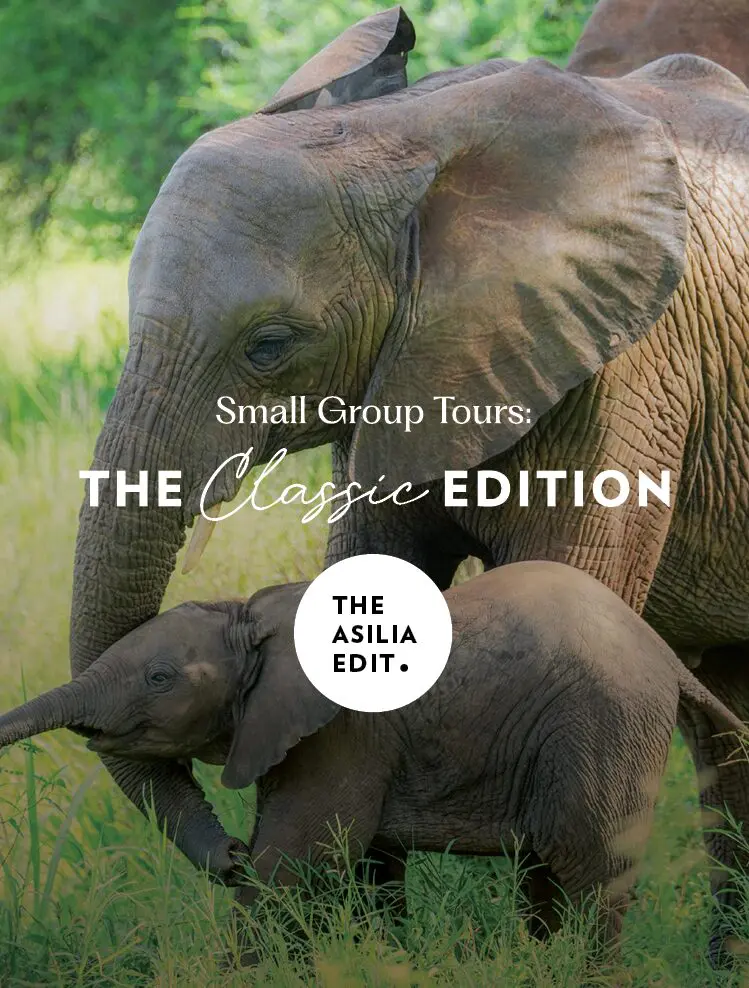 The Asilia Edit Small Group Tour - Classic Edition