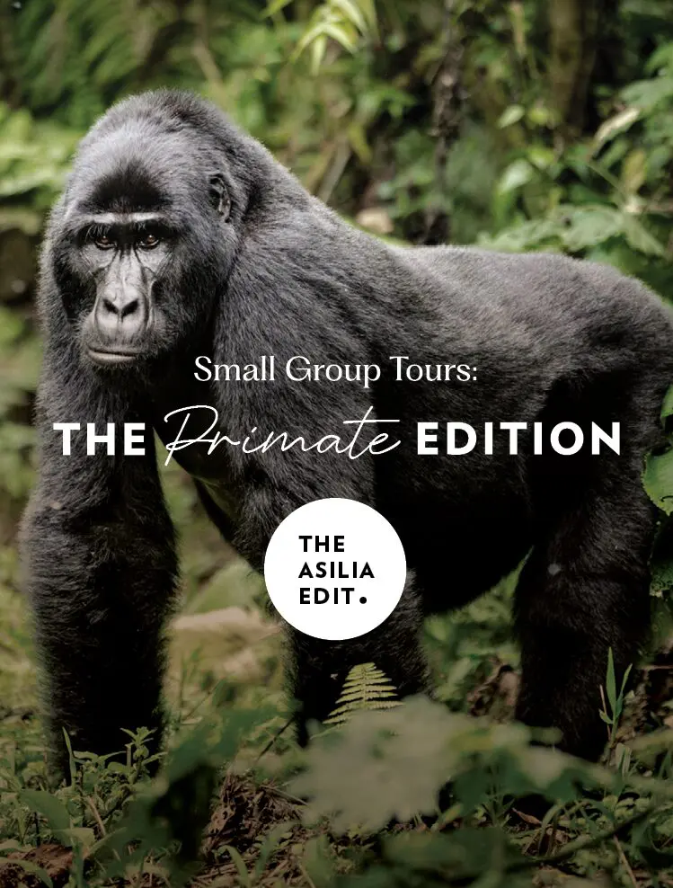 The Asilia Edit Small Group Tour - Primate Edition