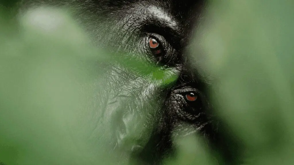 Bwindi Uganda Gorilla between the leaves