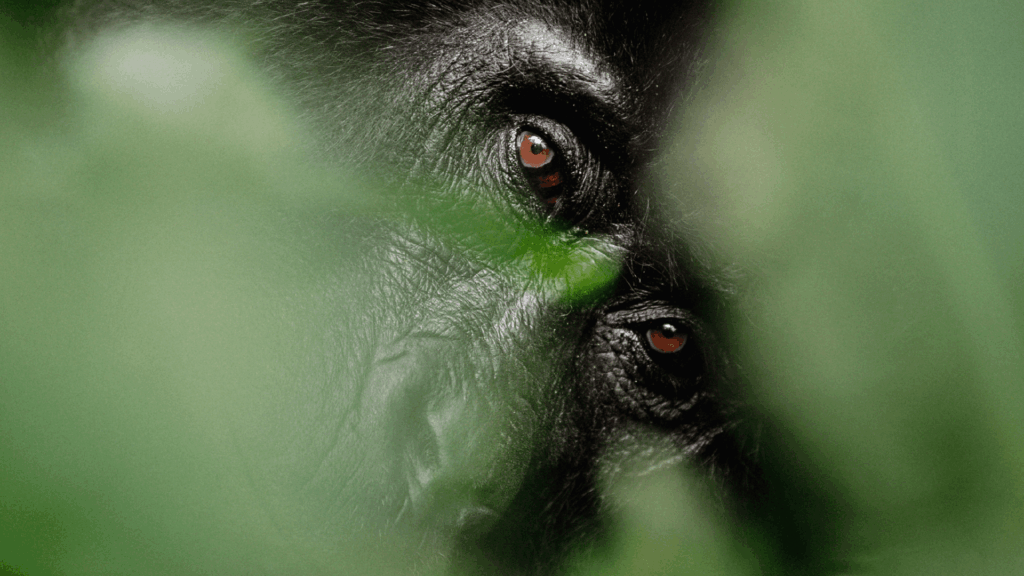 Bwindi Uganda Gorilla between the leaves