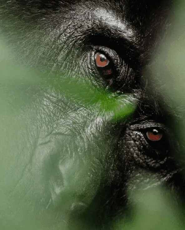 Bwindi Uganda Gorilla between the leaves