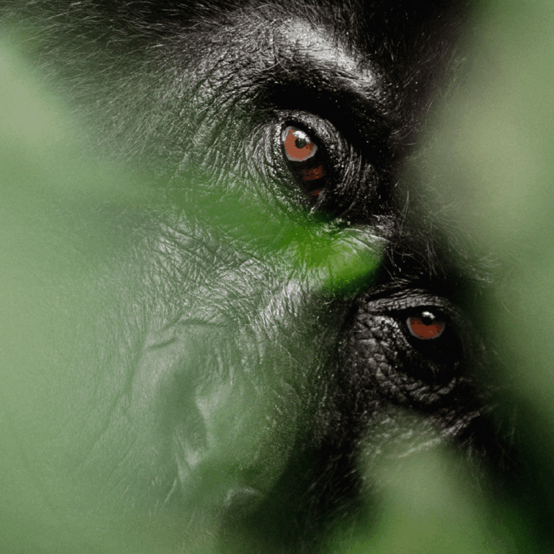 Bwindi Uganda Gorilla between the leaves