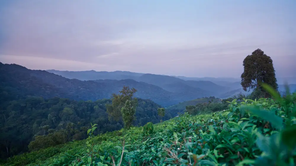 The view from Erebero Hills, Uganda