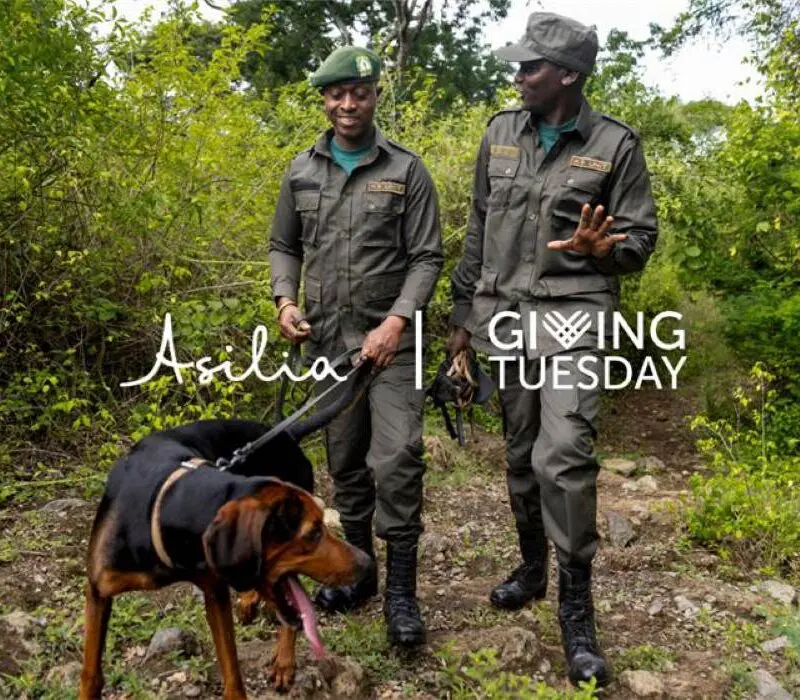 Giving Tuesday - Kuru Dogs