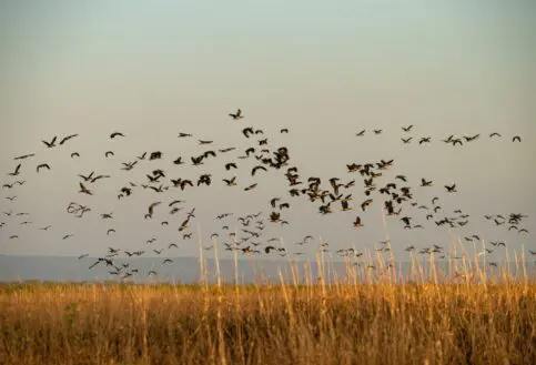 Grasslands and ducks in the Usangu Wetlands, Ruaha National Park, Tanzania.