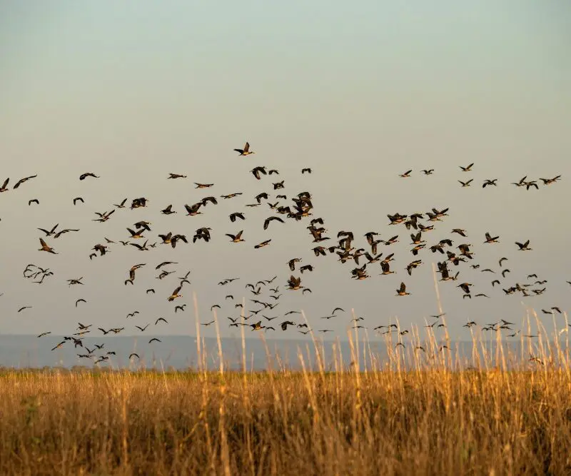 Grasslands and ducks in the Usangu Wetlands, Ruaha National Park, Tanzania.