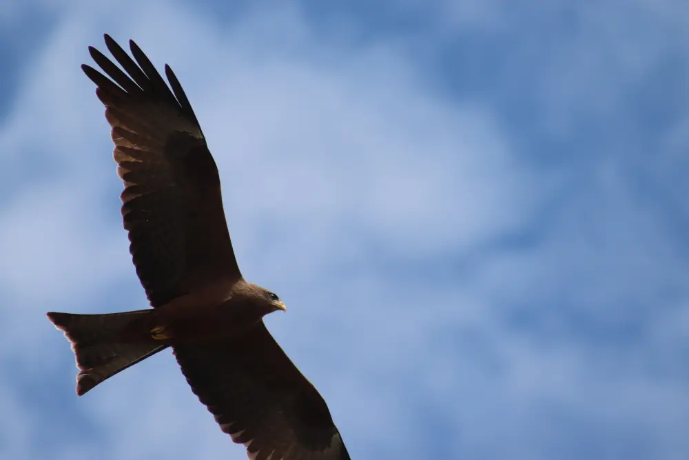 A yellow-billed kite flies overhead in the Ngorongoro Crater, Tanzania.