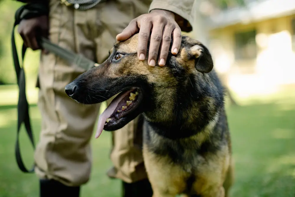 A Kuru dog in Tanzania
