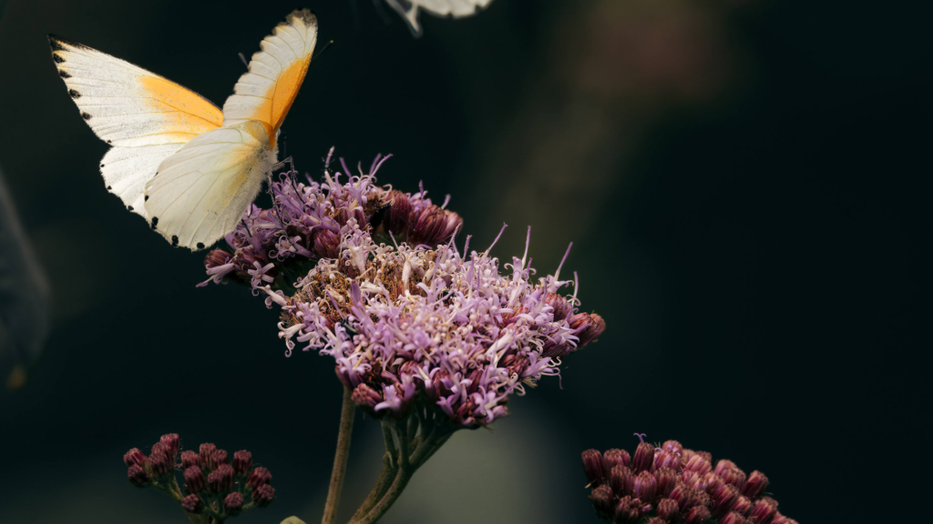 a butterfly on flowers at emboo in kenya