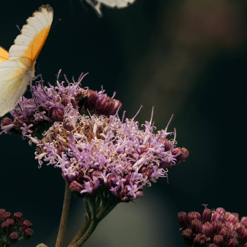 a butterfly on flowers at emboo in kenya