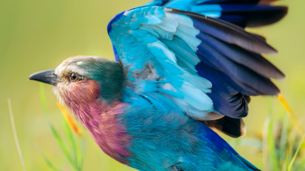 A close up of a lilac breasted roller in flight