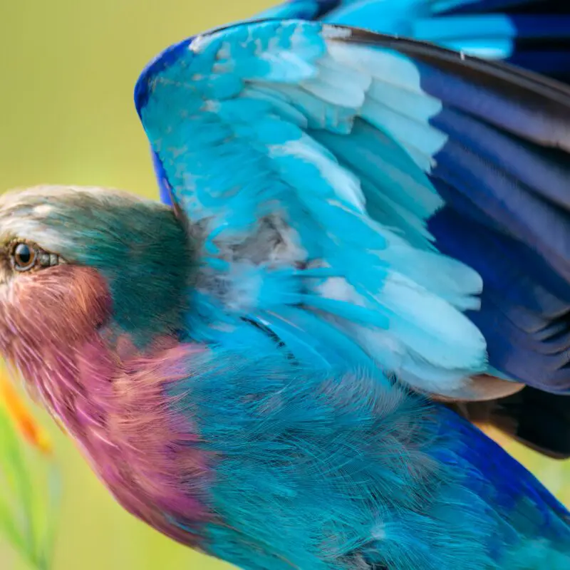A close up of a lilac breasted roller in flight