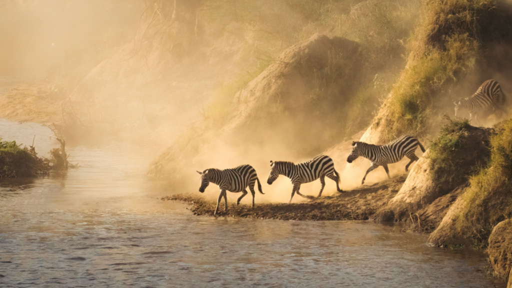 zebras crossing a river through dust clouds
