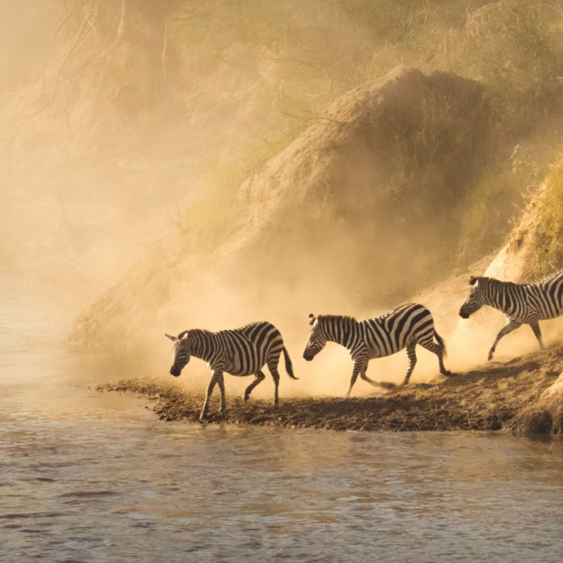 zebras crossing a river through dust clouds