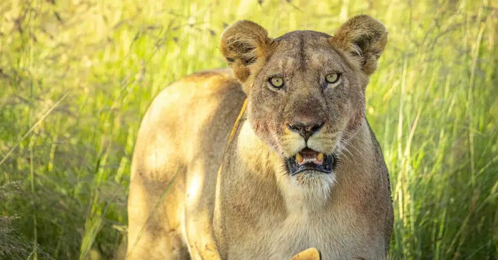 A lion in the northern Serengeti, Tanzania