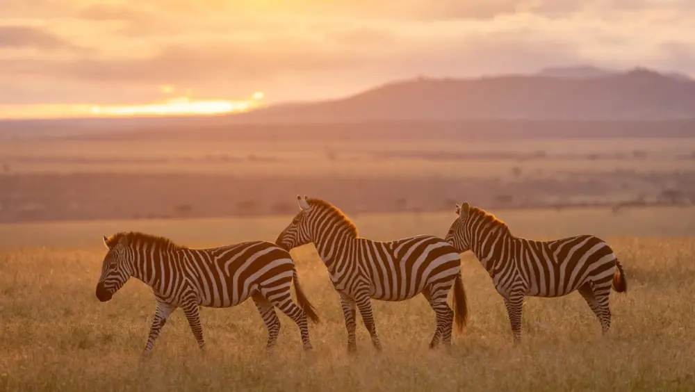 Zebras on the open plains of the Mara Naboisho Conservancy, Kenya.