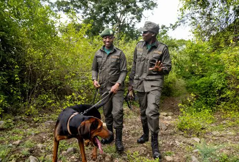 two rangers from kuru dogs on patrol in tanzania