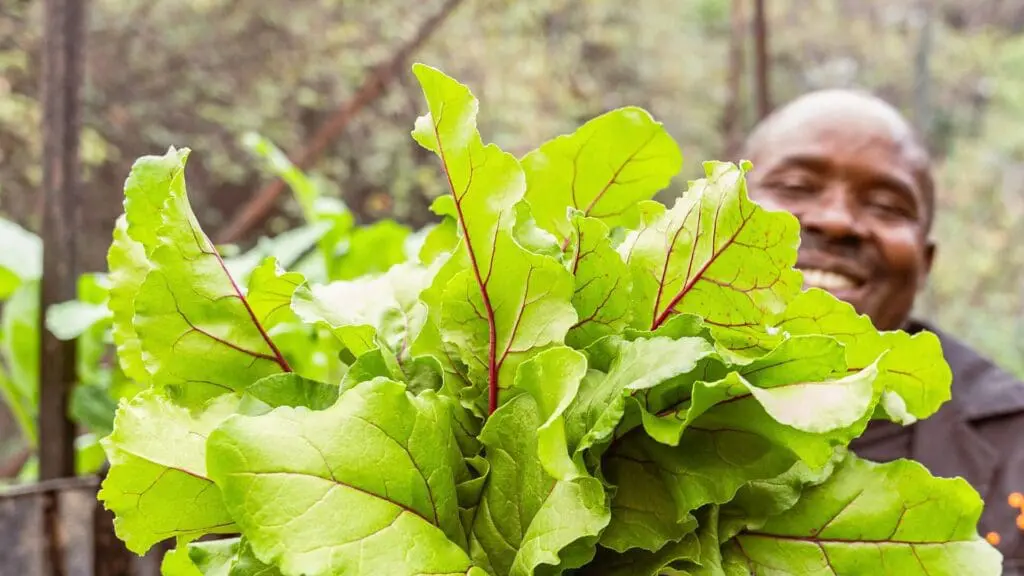 staff member at emboo camp in kenya shows organic produce grown