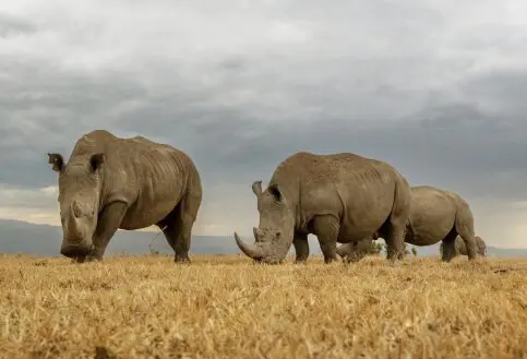 rhino grazing in ol pejeta conservancy kenya