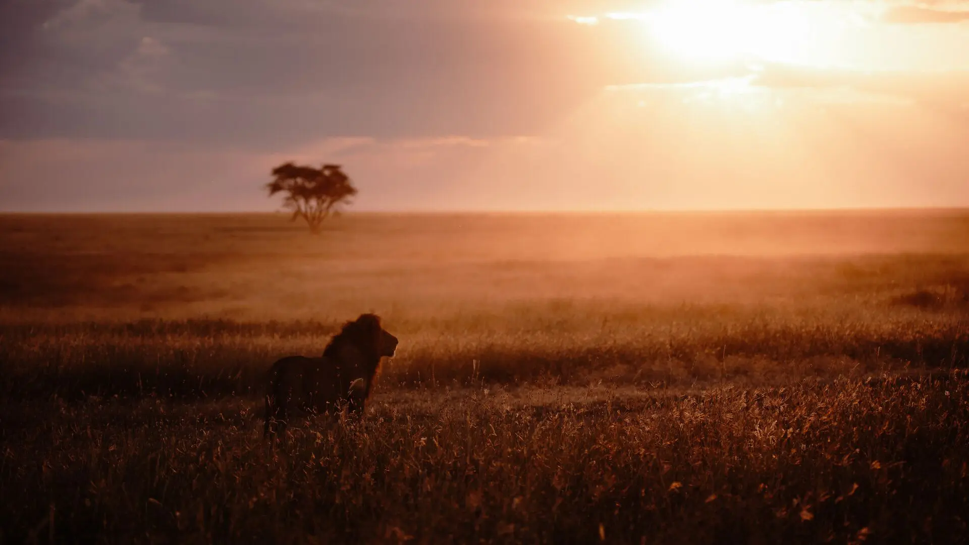 A solitary lion standing in tall grass, silhouetted against a glowing sunset - namiri plains, asilia africa