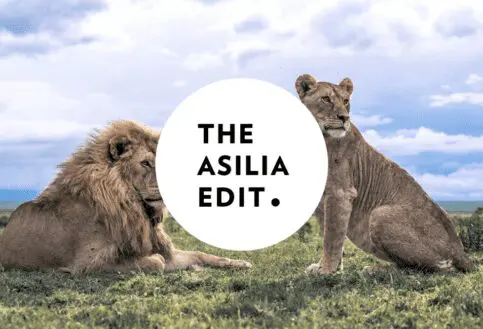 Lions in the Mara Asilia Edit