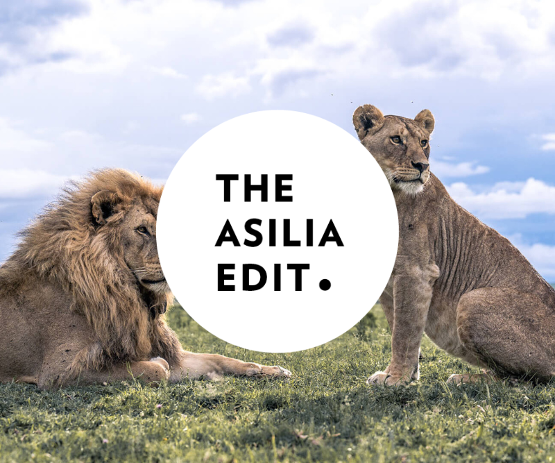 Lions in the Mara Asilia Edit